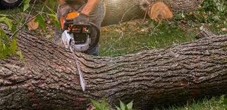 Best Tree Preservation Services  in Fabens, TX