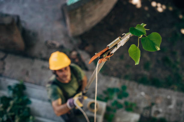 Best Leaf Removal  in Fabens, TX