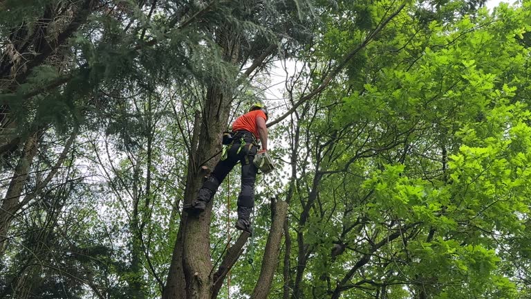 Best Root Management and Removal  in Fabens, TX