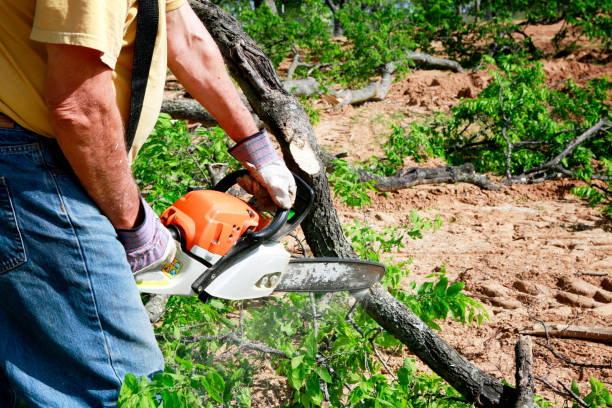 Best Lot and Land Clearing  in Fabens, TX